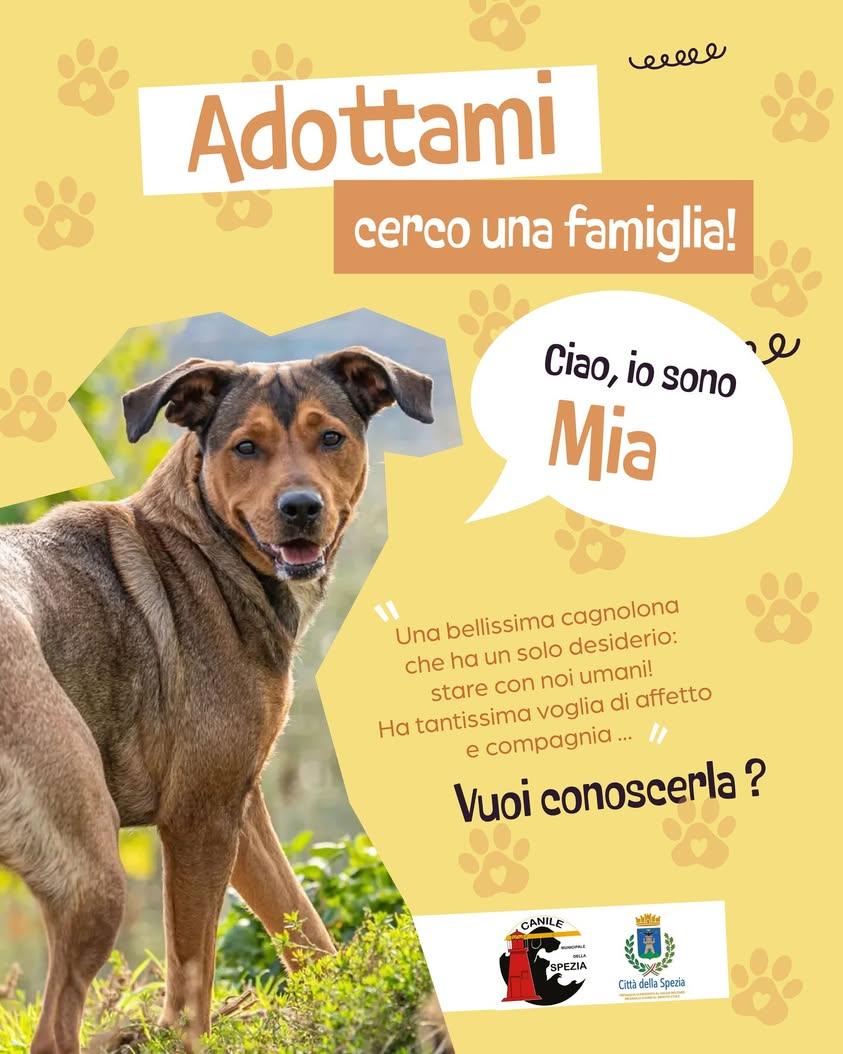 Ciao, io sono Mia! 🥰 Questa bellissima cagnolona una un passato difficile, ma anche adesso ha un solo desiderio: stare...