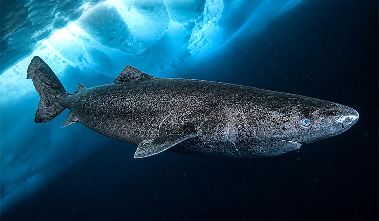 Requin du Groenland: comment un cœur peut-il battre pendant des siècles?