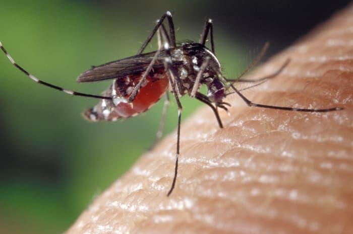 West Nile, la Regione Piemonte a Nurse24: “virus ormai endemico”