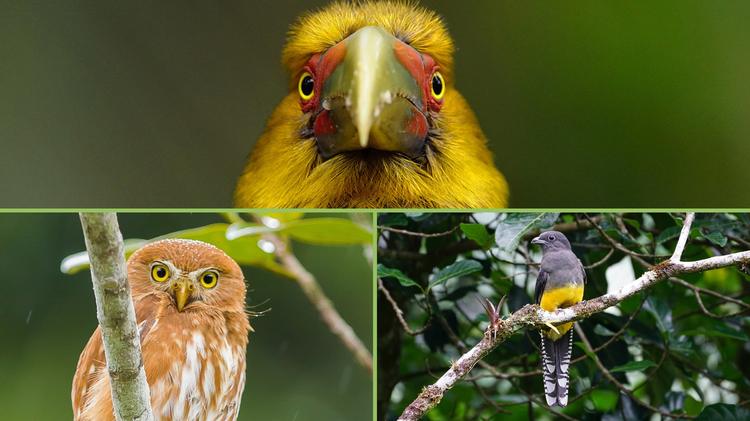 Avistar 2026: encontro de observação de aves celebra 20 anos em SP e recebe 2ª edição do Fórum Observai