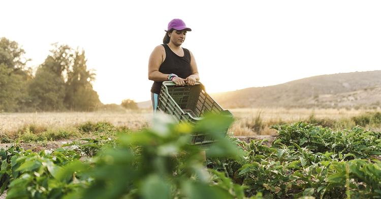 Carteira rural das cooperativas chega a R$ 153 bi com 88% das operações sem seguro