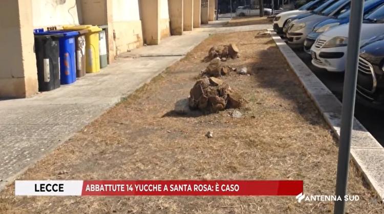 Lecce, il caso delle 14 yucche approda in commissione