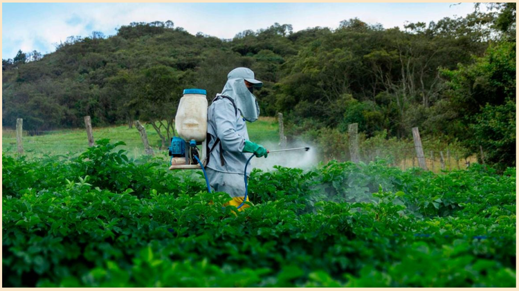 Le Kenya importe des pesticides interdits en Europe