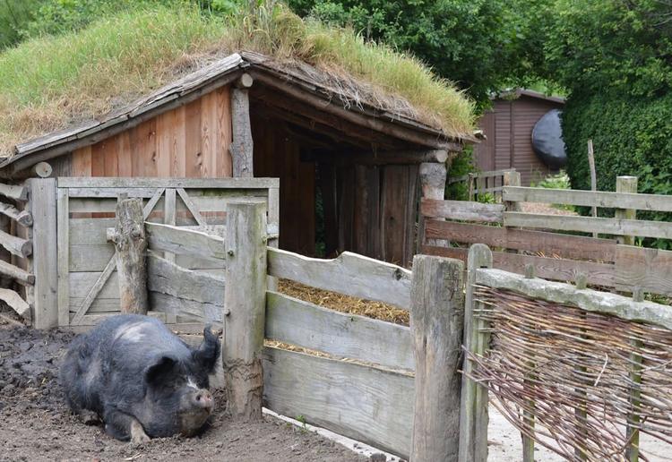 Jarrow Hall: Anglo-Saxon Farm with an Iron Age Pig, Newcastle