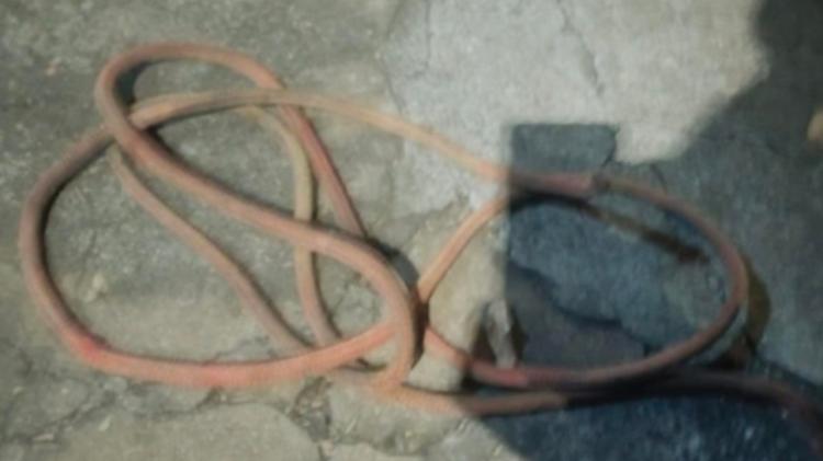 Esposa briga com ex-marido flagrado em ato de zoofilia, é agredida e pit bull acaba morto pela PM em MG