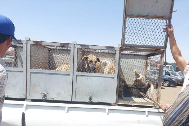 جماعة مراكش تقود حملة لتجميع الكلاب الضالة بحي المسار + صور