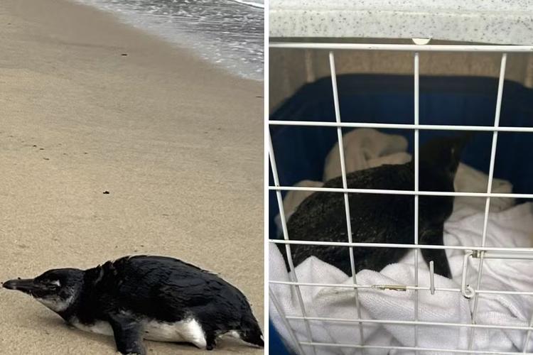 Pinguim é encontrado encalhado em praia de Ilhabela, no Litoral Norte de SP, e levado para tratamento