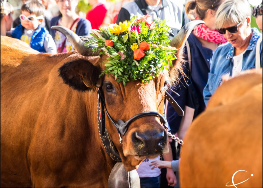 Descente des Alpages 2026 : retour des vaches à Grenoble !