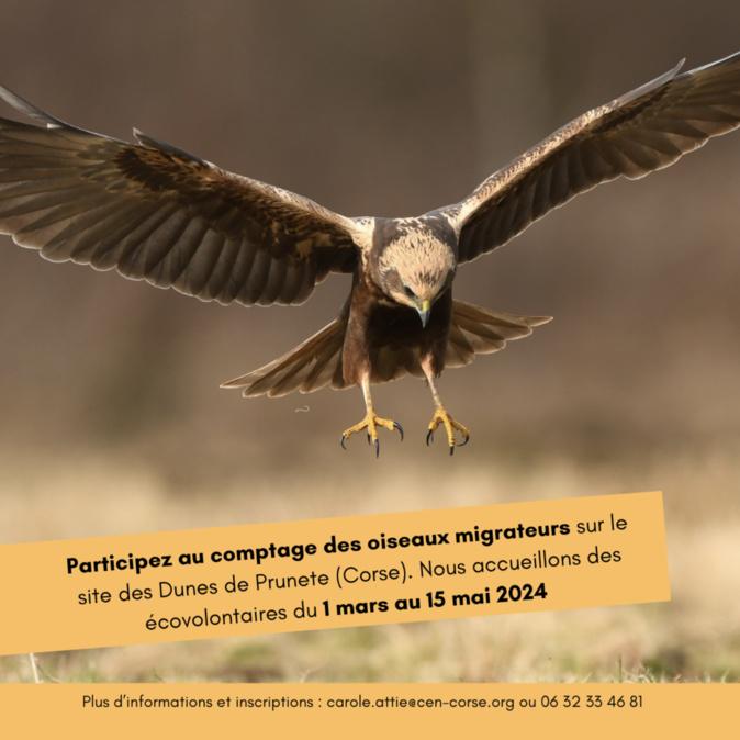Comptage des Oiseaux Migrateurs : Appel aux bénévoles en Corse