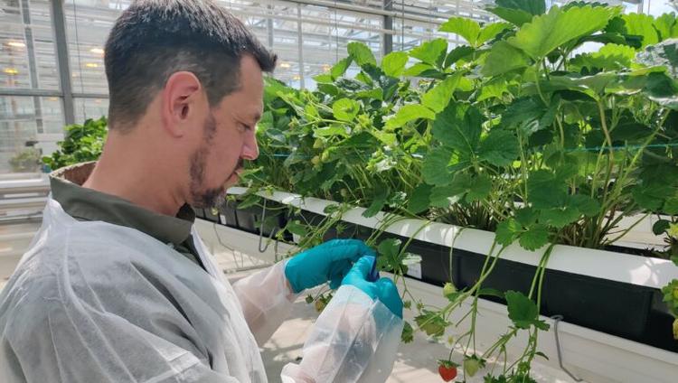 8 AI Players to Watch in Crop Breeding