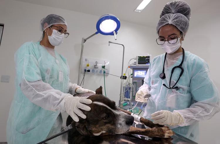 Prefeitura de SP inaugura quinto hospital veterinário público da cidade; veja quem pode usar os serviços