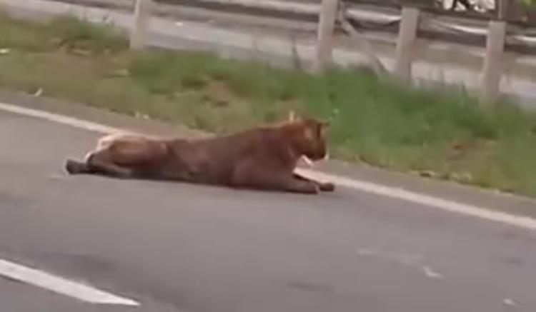 Onça puxada pelo rabo em rodovia tinha sido atropelada: 'Estava bem assustada', diz testemunha