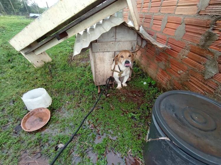 Cão é resgatado em situação de maus-tratos em Cruz Alta
