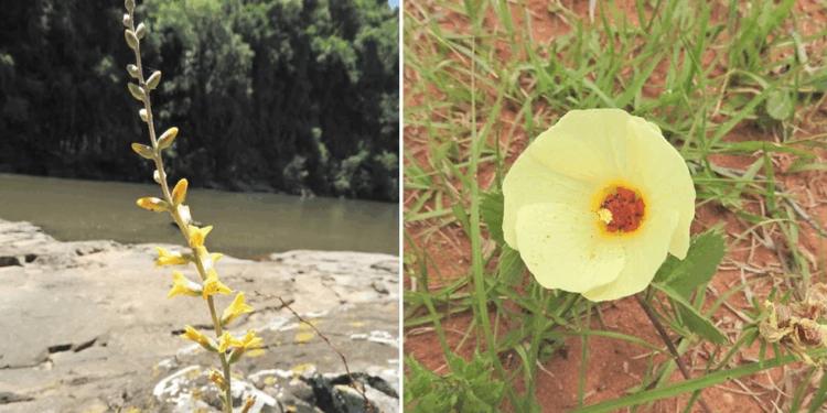Duas fotos colorida. Na imagem da esquerda, aparece a Dyckia strehliana, flor em formato de ramo verde com botões amarelos, ao fundo rio e árvores. Na imagem da direita, Pavonia subrotunda, flor amarela em formato de copo com centro laranja.