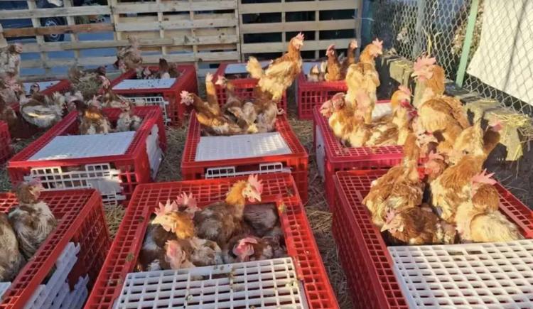 Une opération de sauvetage de 3 000 poules promises à l’abattoir aura lieu samedi Laroque-d’Olmes