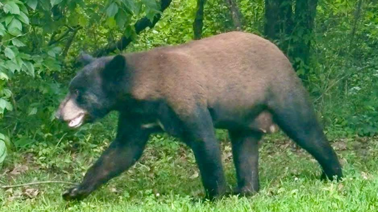 Hinds County seeing ‘uptick’ in bear sightings, sheriff says