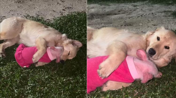 'Parecia urso de pelúcia': porquinha resgatada de chiqueiro 'adota' golden retriever e cena ganha as redes