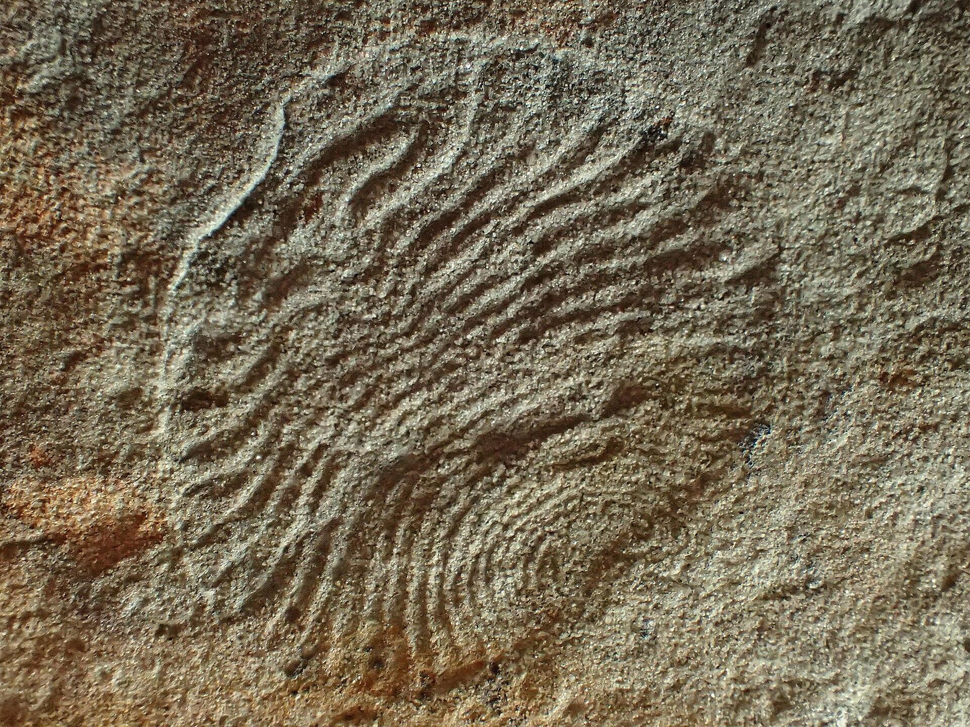 Ancient Fossils Reveal Animals Evolved Earlier Than Thought