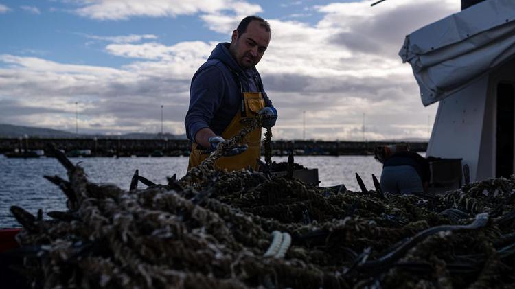 El cambio climático acaba con toneladas de ostras y mejillones en Japón y en Galicia