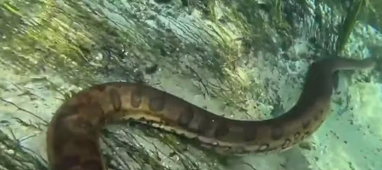 Vídeo mostra momento em que turistas mergulham ao lado de sucuri gigante em rio de águas cristalinas