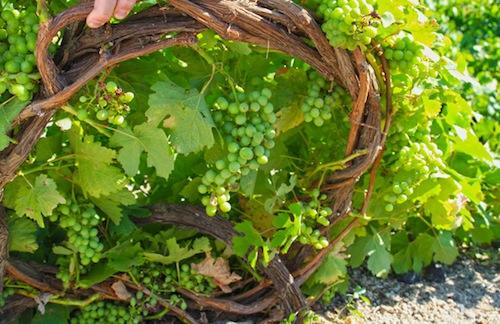 Assyrtiko