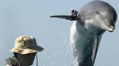 La historia de los delfines suicidas que Irán compró a Ucrania