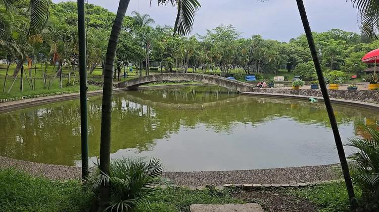Negligencia en el Ayuntamiento mata a decenas de peces en la Alameda de Cuernavaca
