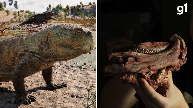 Fóssil descoberto no RS revela espécie de réptil: novo 'rincossauro' viveu há 230 milhões de anos
