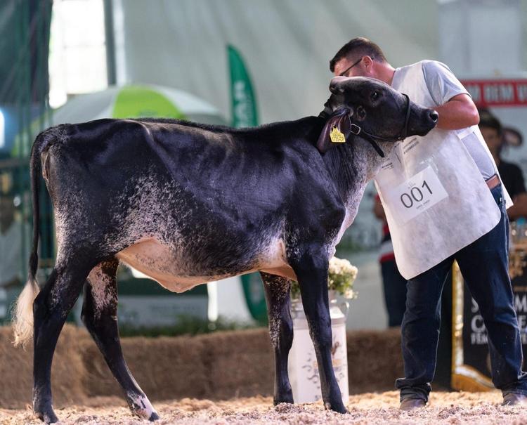 Expo Girolando 2026 reúne produtores de leite e cerca de 250 animais em Barra Mansa