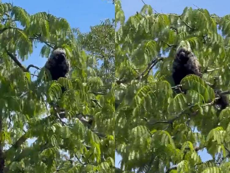 Pescador encontra animal 'misterioso' em árvore e descobre espécie 'mestre da camuflagem' na Amazônia