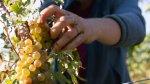 Saisonniers agricoles hébergés sous tente&nbsp;: la FGTA-FO saisit la justice