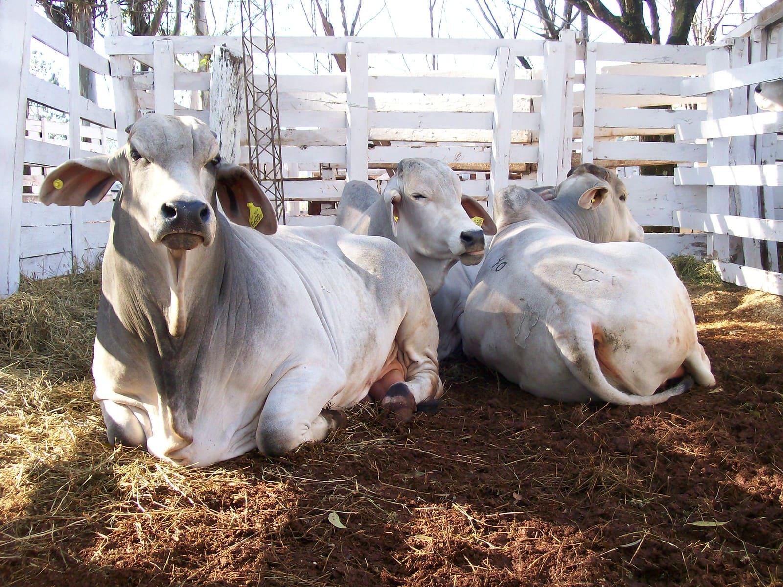 Monteria, Colombia, Prepares for the 2026 National Cattle Fair