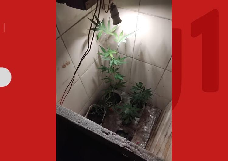 Denúncia de som alto termina com descoberta de cultivo de maconha em banheiro de casa e prisão de três pessoas na Bahia