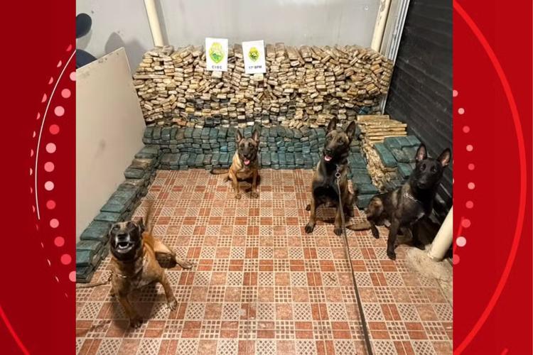 Estepes, caixa de cozinha e semirreboques: cães farejadores ajudam a localizar quase uma tonelada de maconha em carreta no Paraná