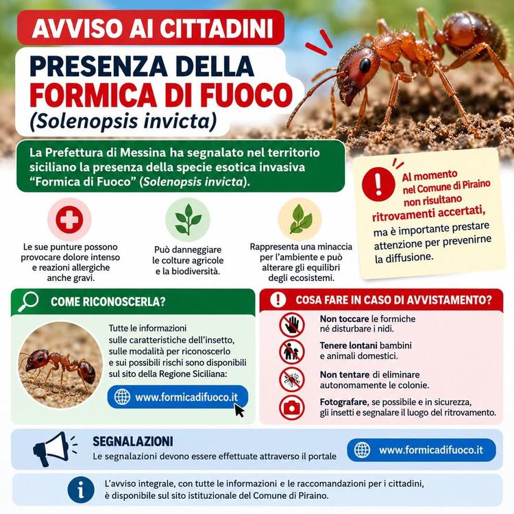 🚨 AVVISO AI CITTADINI – PRESENZA DELLA “FORMICA DI FUOCO” (Solenopsis invicta) La Prefettura di Messina ha segnalato la...