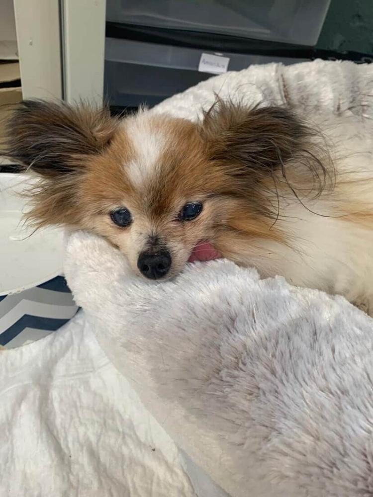 Le chien le plus vieux du monde est Haut-Savoyard
