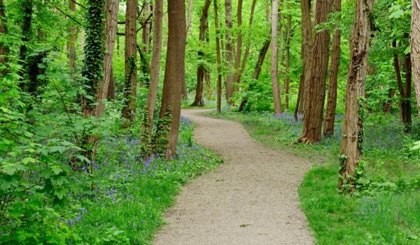 Tous en Forêt… au bois régional de Boissy !