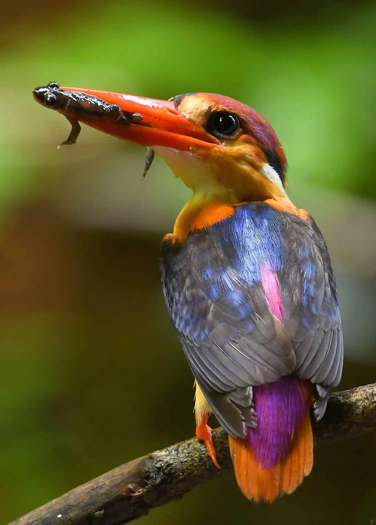 Goa photographer documents nesting cycles of oriental dwarf kingfisher