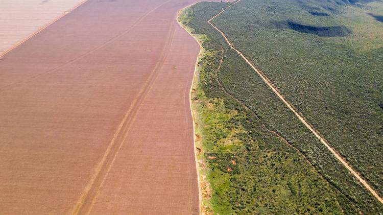 Foto colorida que mostra no lado esquerdo, campo de soja, dividido por uma estrada e, do lado direito, floresta e vegetação natural do Cerrado
