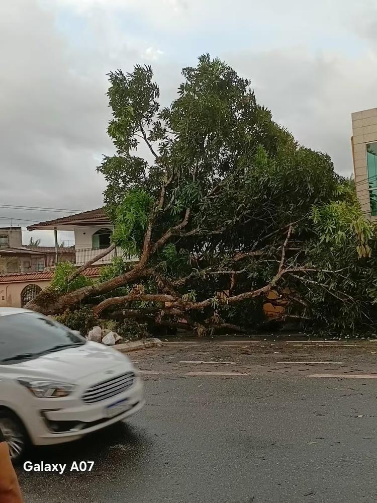 Temporal com ventos fortes derruba árvores e assusta moradores e turistas em Mosqueiro, ilha de Belém