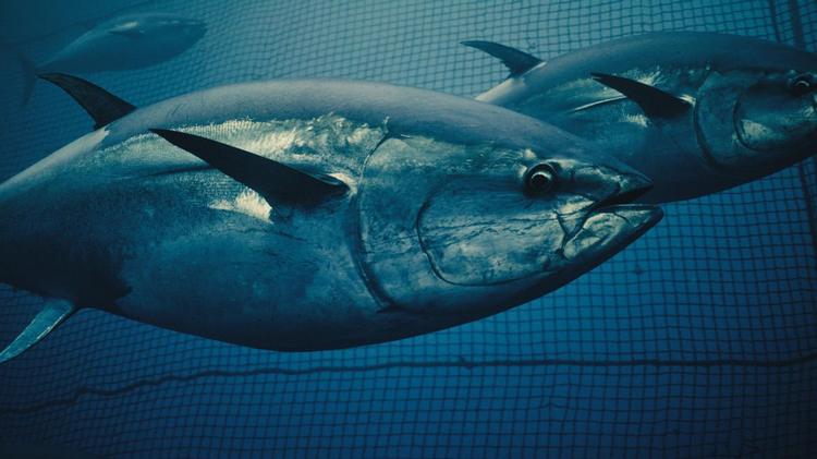 Compassion in World Farming denuncia que la captura para cría del atún rojo del Atlántico podría amenazar a la especie