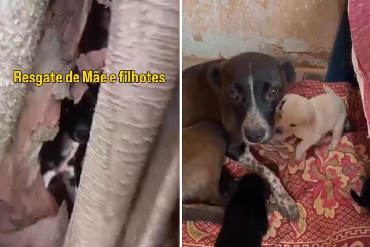 Cadela e cinco filhotes são resgatados de dentro de árvore em estrada municipal de Taciba; VÍDEO