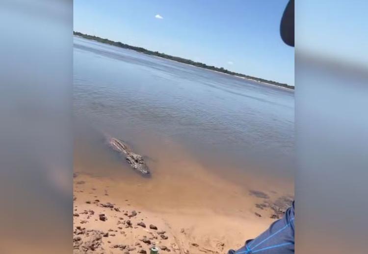 Bióloga explica comportamento de jacaré-açu 'Joãozinho', atraído com peixes no TO