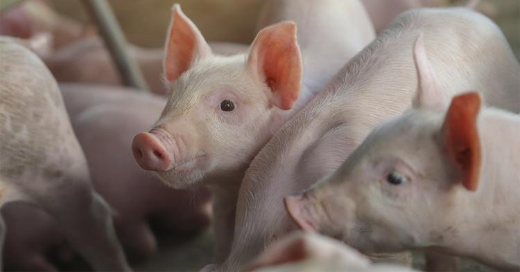 Preço do suíno vivo cai ao menor nível desde 2006, mas exportações quebram recorde histórico