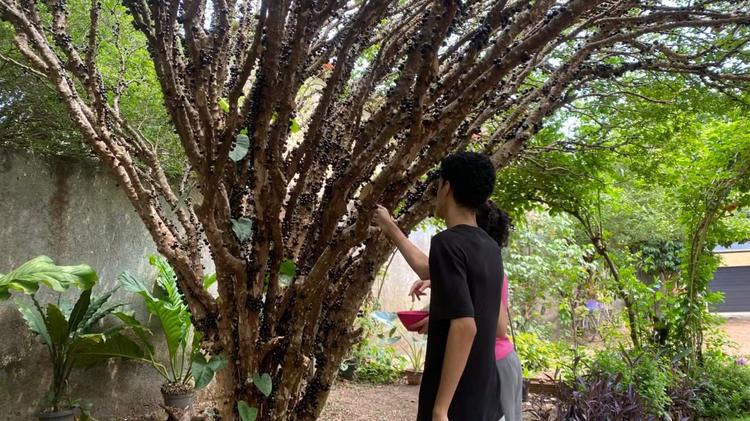 Festa da Jabuticaba no Tocantins reúne receitas criativas; conheça os pratos