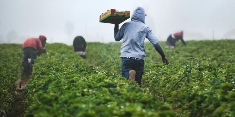Bracciante di 61 anni muore in una serra di pomodori nel Siracusano: la Flai Cgil chiede lo stop al lavoro nelle ore più calde anche in serra