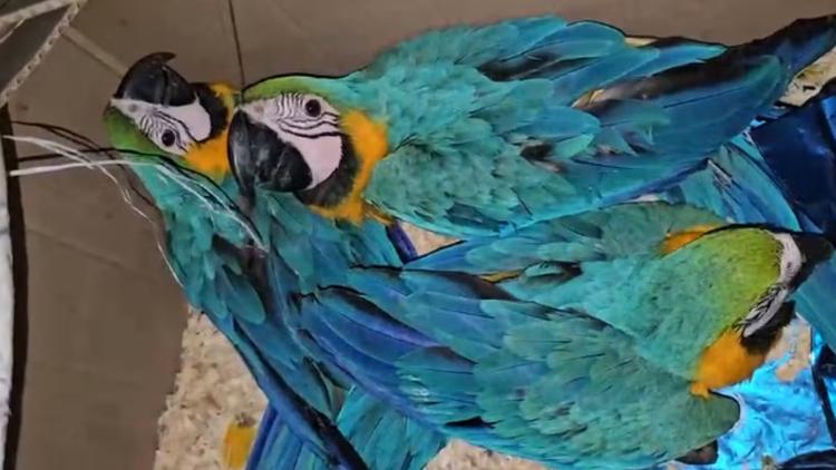 Quatro homens são presos com araras-canindé em caixa de papelão em Ubatuba, SP