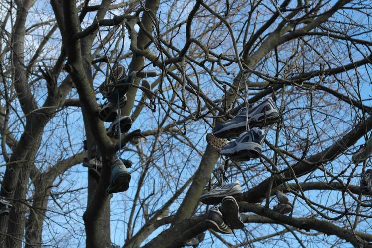 Shoe Tree in Armstrong Park 