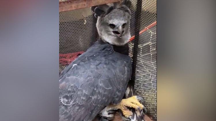Harpia resgatada com fratura exposta morre antes de passar por cirurgia em RO