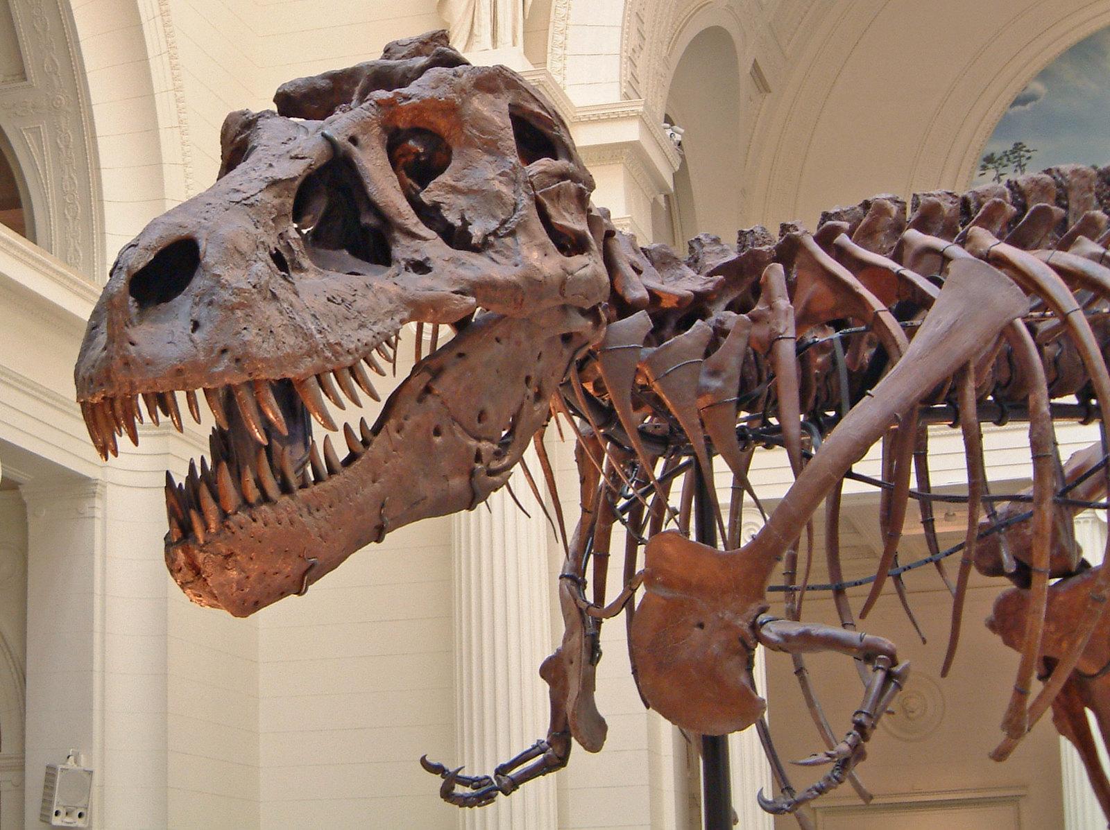 T. Rex Blood Vessels Discovery Reveals How Dinosaurs Healed Injuries